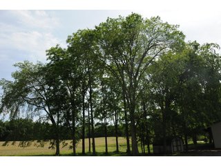 Noble County, Indiana farmland - REAL ESTATE AUCTION - 70+/- ACRES OFFERED IN 3 TRACTS IN NOBLE COUNTY, INDIANA
