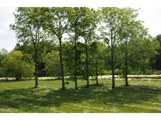 Pond on a farm in Noble County, Indiana - REAL ESTATE AUCTION - 70+/- ACRES OFFERED IN 3 TRACTS IN NOBLE COUNTY, INDIANA