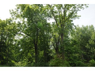 Noble County, Indiana farmland - REAL ESTATE AUCTION - 70+/- ACRES OFFERED IN 3 TRACTS IN NOBLE COUNTY, INDIANA