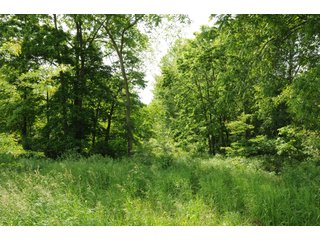 Noble County, Indiana farmland - REAL ESTATE AUCTION - 70+/- ACRES OFFERED IN 3 TRACTS IN NOBLE COUNTY, INDIANA