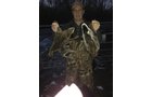 Lake County, Indiana wildlife caught - LAND AUCTION - 147+/- ACRES OFFERED IN 3 TRACTS IN LAKE COUNTY, INDIANA