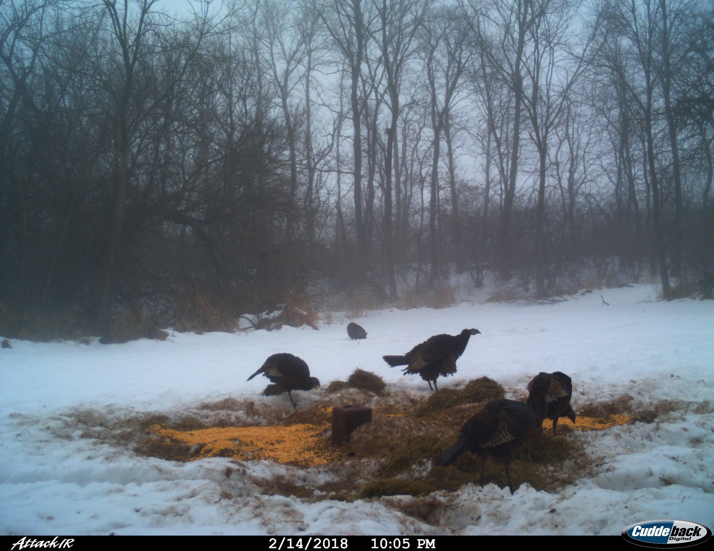 Lake County, Indiana wildlife - LAND AUCTION - 147+/- ACRES OFFERED IN 3 TRACTS IN LAKE COUNTY, INDIANA