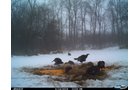 Lake County, Indiana wildlife - LAND AUCTION - 147+/- ACRES OFFERED IN 3 TRACTS IN LAKE COUNTY, INDIANA