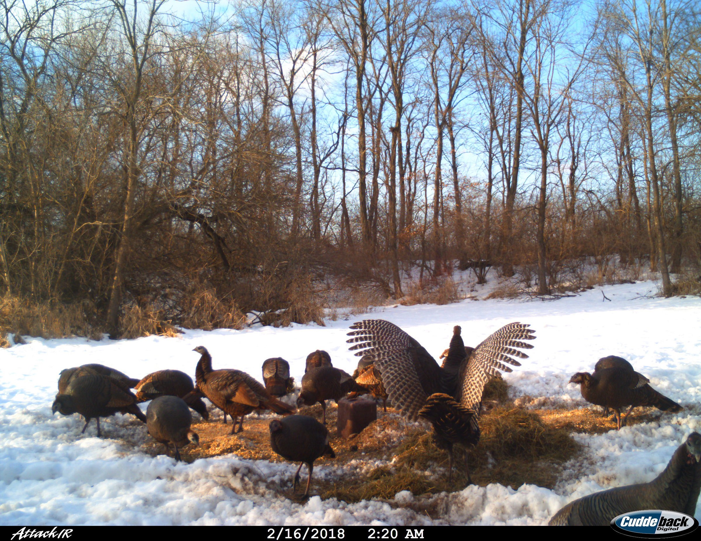 Lake County, Indiana wildlife - LAND AUCTION - 147+/- ACRES OFFERED IN 3 TRACTS IN LAKE COUNTY, INDIANA