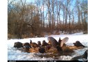 Lake County, Indiana wildlife - LAND AUCTION - 147+/- ACRES OFFERED IN 3 TRACTS IN LAKE COUNTY, INDIANA
