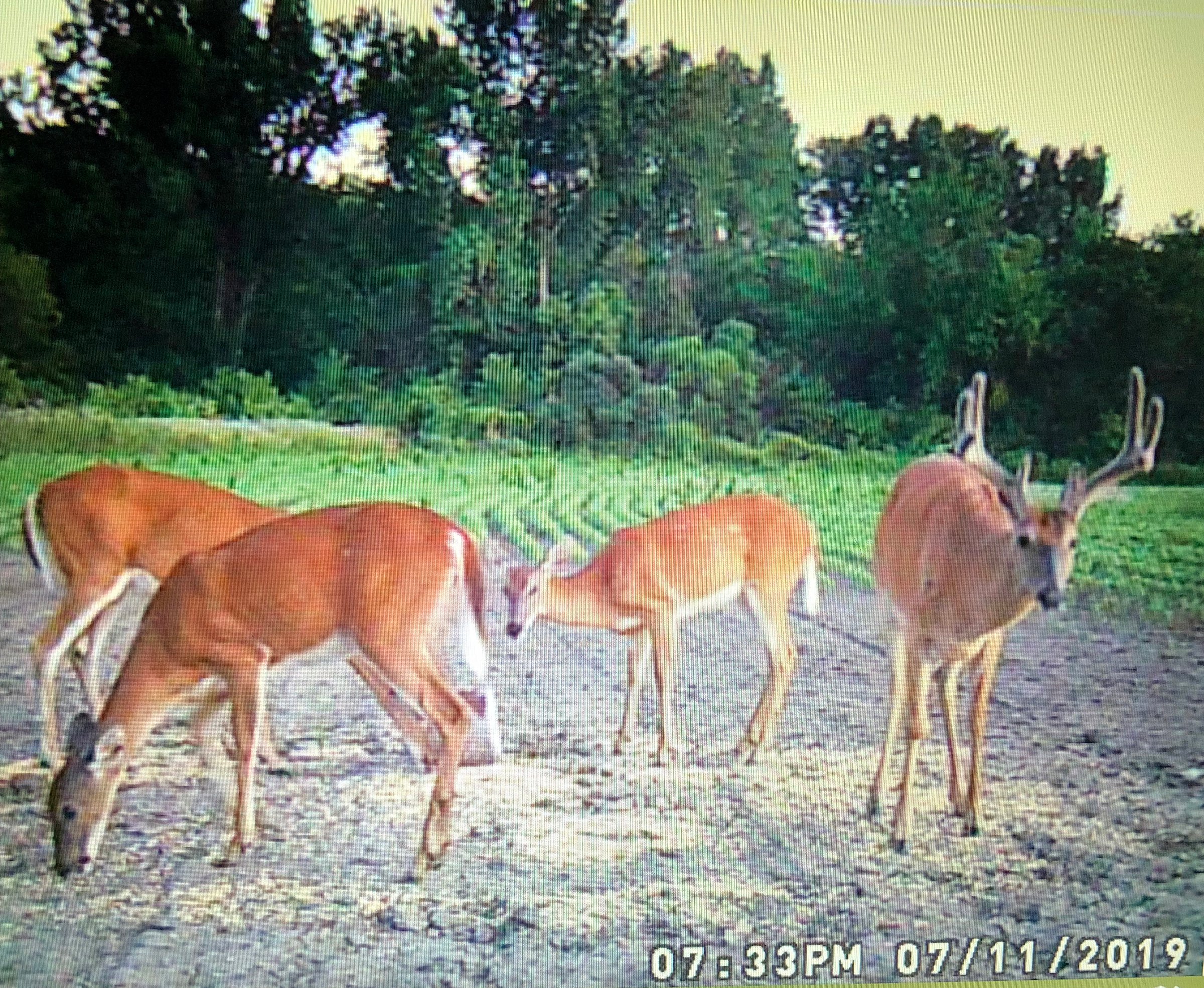 wildlife on Lake County, Indiana farmland - LAND AUCTION - 147+/- ACRES OFFERED IN 3 TRACTS IN LAKE COUNTY, INDIANA