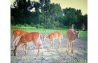 wildlife on Lake County, Indiana farmland - LAND AUCTION - 147+/- ACRES OFFERED IN 3 TRACTS IN LAKE COUNTY, INDIANA