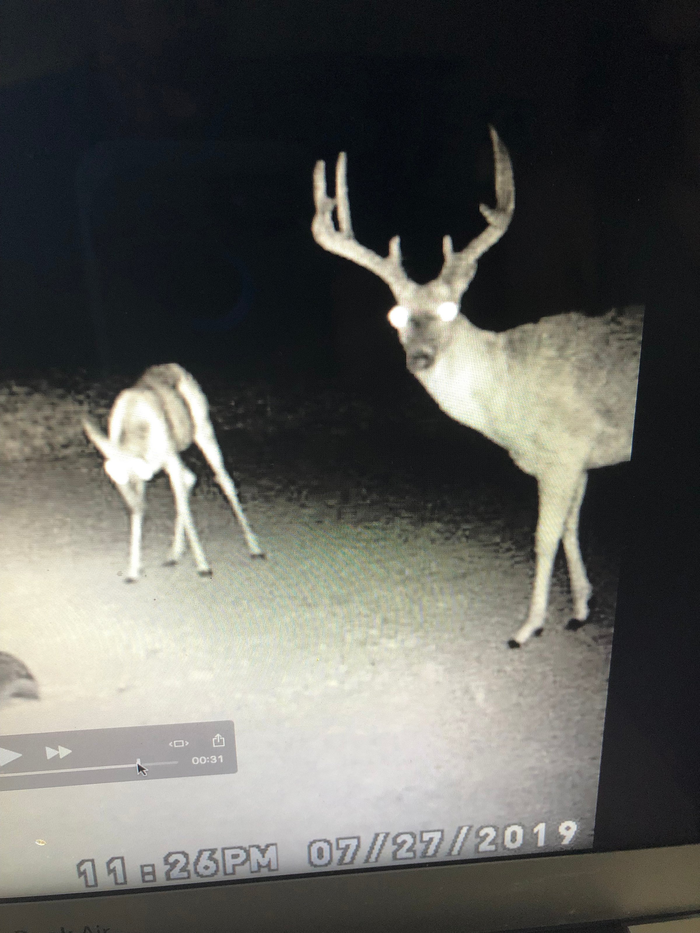 wildlife on Lake County, Indiana farmland - LAND AUCTION - 147+/- ACRES OFFERED IN 3 TRACTS IN LAKE COUNTY, INDIANA