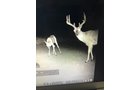 wildlife on Lake County, Indiana farmland - LAND AUCTION - 147+/- ACRES OFFERED IN 3 TRACTS IN LAKE COUNTY, INDIANA