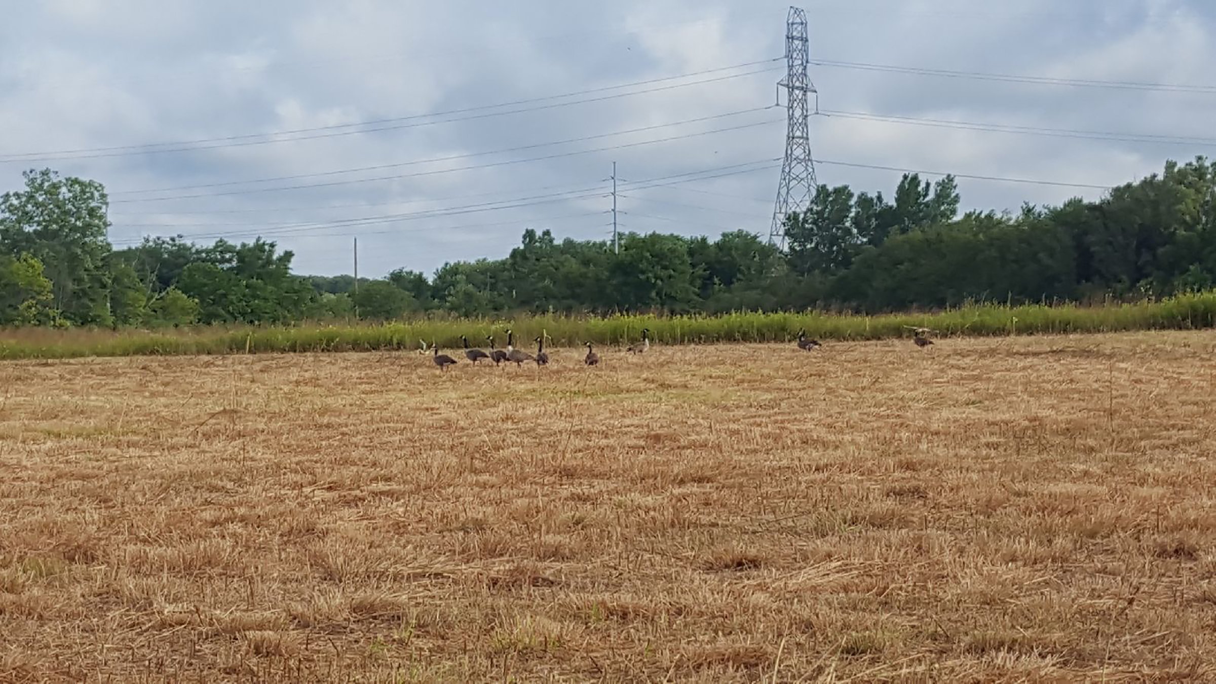 wildlife on Lake County, Indiana farmland - LAND AUCTION - 147+/- ACRES OFFERED IN 3 TRACTS IN LAKE COUNTY, INDIANA