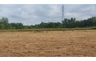 wildlife on Lake County, Indiana farmland - LAND AUCTION - 147+/- ACRES OFFERED IN 3 TRACTS IN LAKE COUNTY, INDIANA