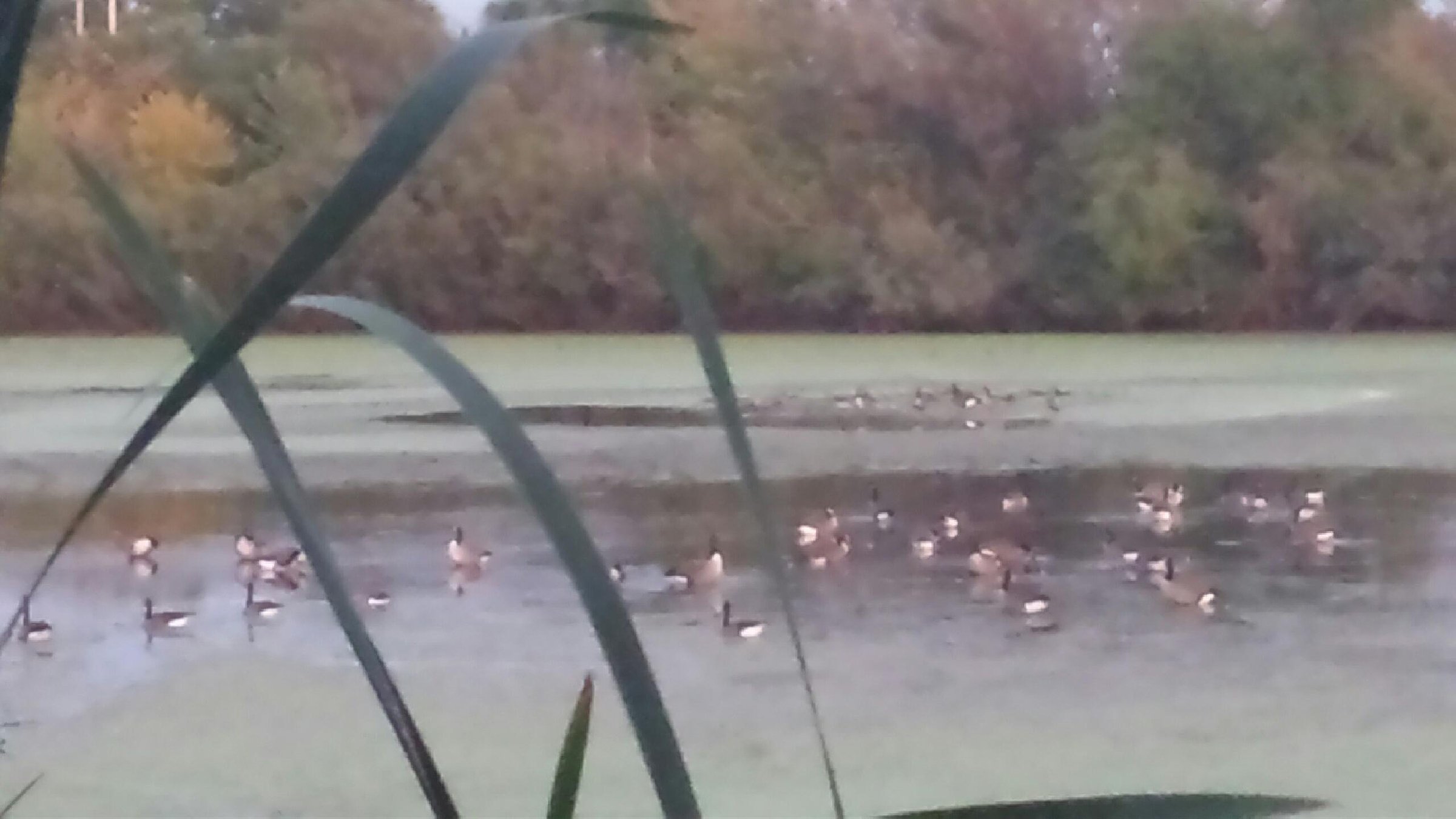 wildlife on Lake County, Indiana farmland - LAND AUCTION - 147+/- ACRES OFFERED IN 3 TRACTS IN LAKE COUNTY, INDIANA