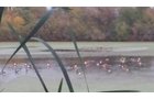 wildlife on Lake County, Indiana farmland - LAND AUCTION - 147+/- ACRES OFFERED IN 3 TRACTS IN LAKE COUNTY, INDIANA