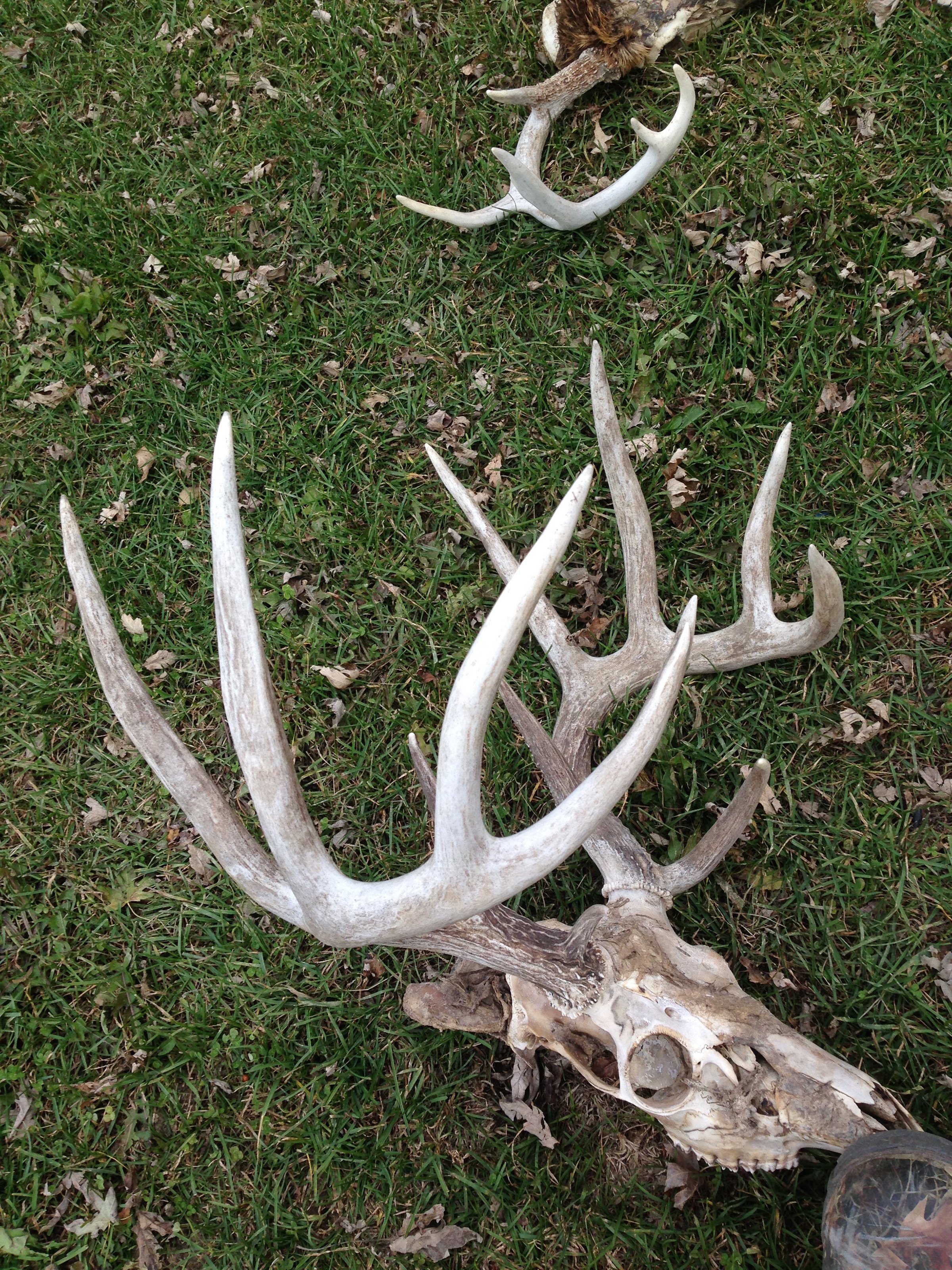 wildlife on Lake County, Indiana farmland - LAND AUCTION - 147+/- ACRES OFFERED IN 3 TRACTS IN LAKE COUNTY, INDIANA