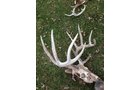 wildlife on Lake County, Indiana farmland - LAND AUCTION - 147+/- ACRES OFFERED IN 3 TRACTS IN LAKE COUNTY, INDIANA