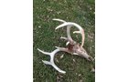 wildlife on Lake County, Indiana farmland - LAND AUCTION - 147+/- ACRES OFFERED IN 3 TRACTS IN LAKE COUNTY, INDIANA