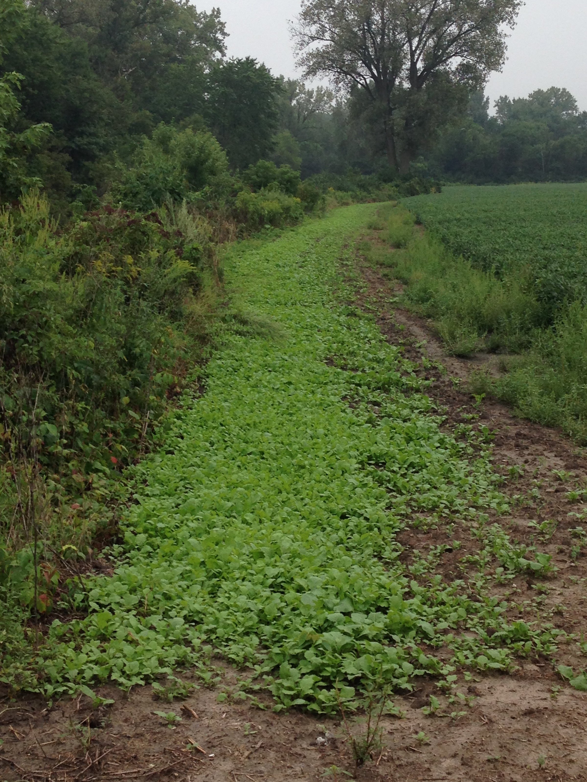 Food Plots - LAND AUCTION - 147+/- ACRES OFFERED IN 3 TRACTS IN LAKE COUNTY, INDIANA