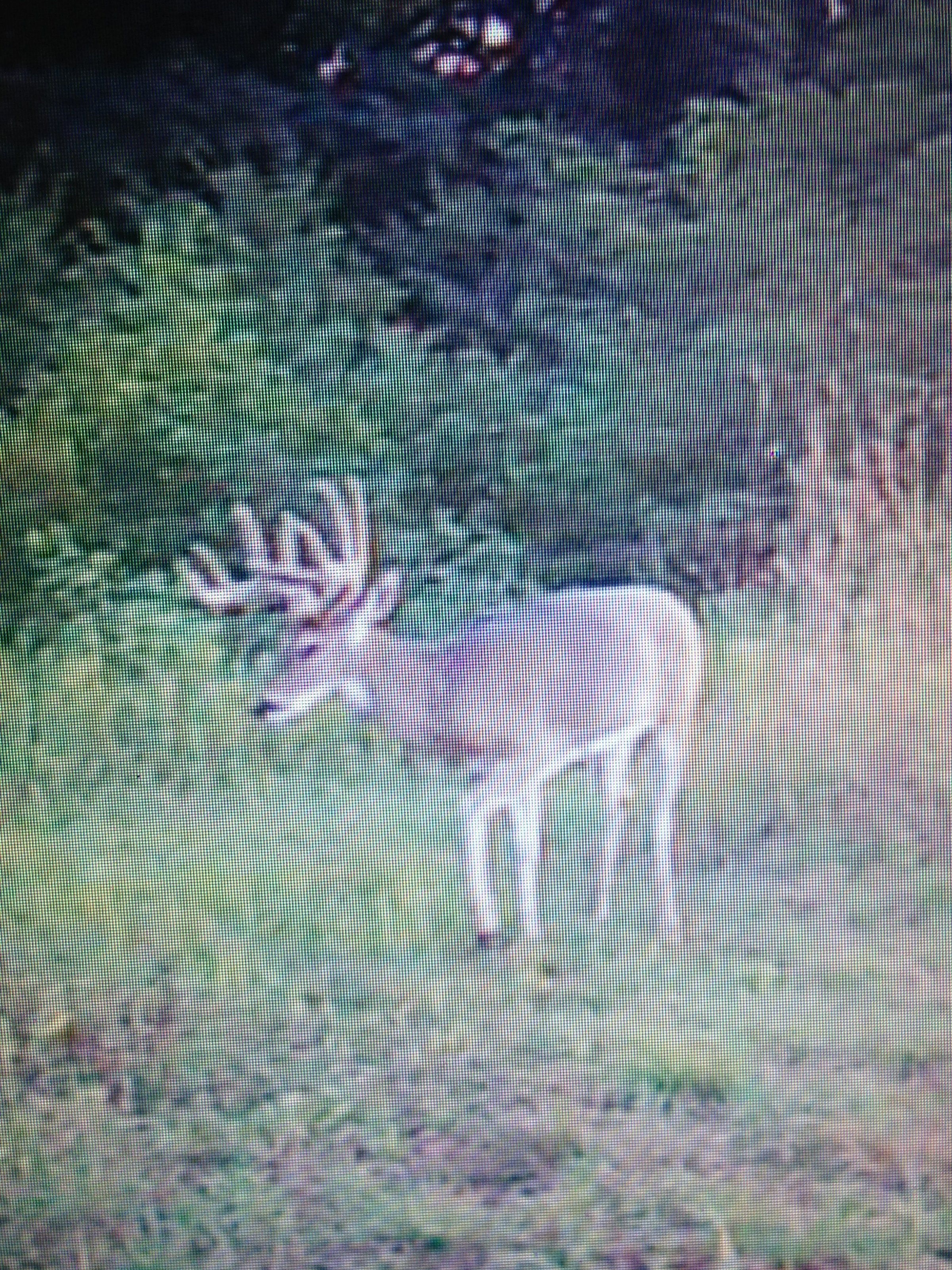 wildlife on Lake County, Indiana farmland - LAND AUCTION - 147+/- ACRES OFFERED IN 3 TRACTS IN LAKE COUNTY, INDIANA