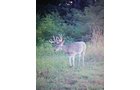 wildlife on Lake County, Indiana farmland - LAND AUCTION - 147+/- ACRES OFFERED IN 3 TRACTS IN LAKE COUNTY, INDIANA