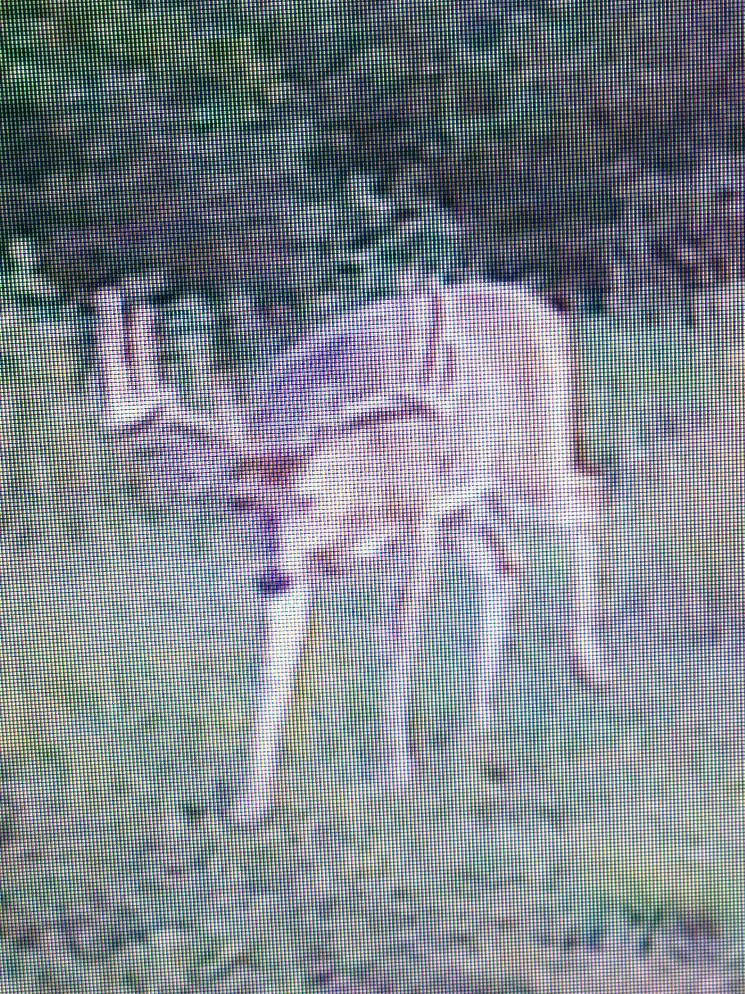 wildlife on Lake County, Indiana farmland - LAND AUCTION - 147+/- ACRES OFFERED IN 3 TRACTS IN LAKE COUNTY, INDIANA