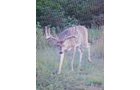 wildlife on Lake County, Indiana farmland - LAND AUCTION - 147+/- ACRES OFFERED IN 3 TRACTS IN LAKE COUNTY, INDIANA