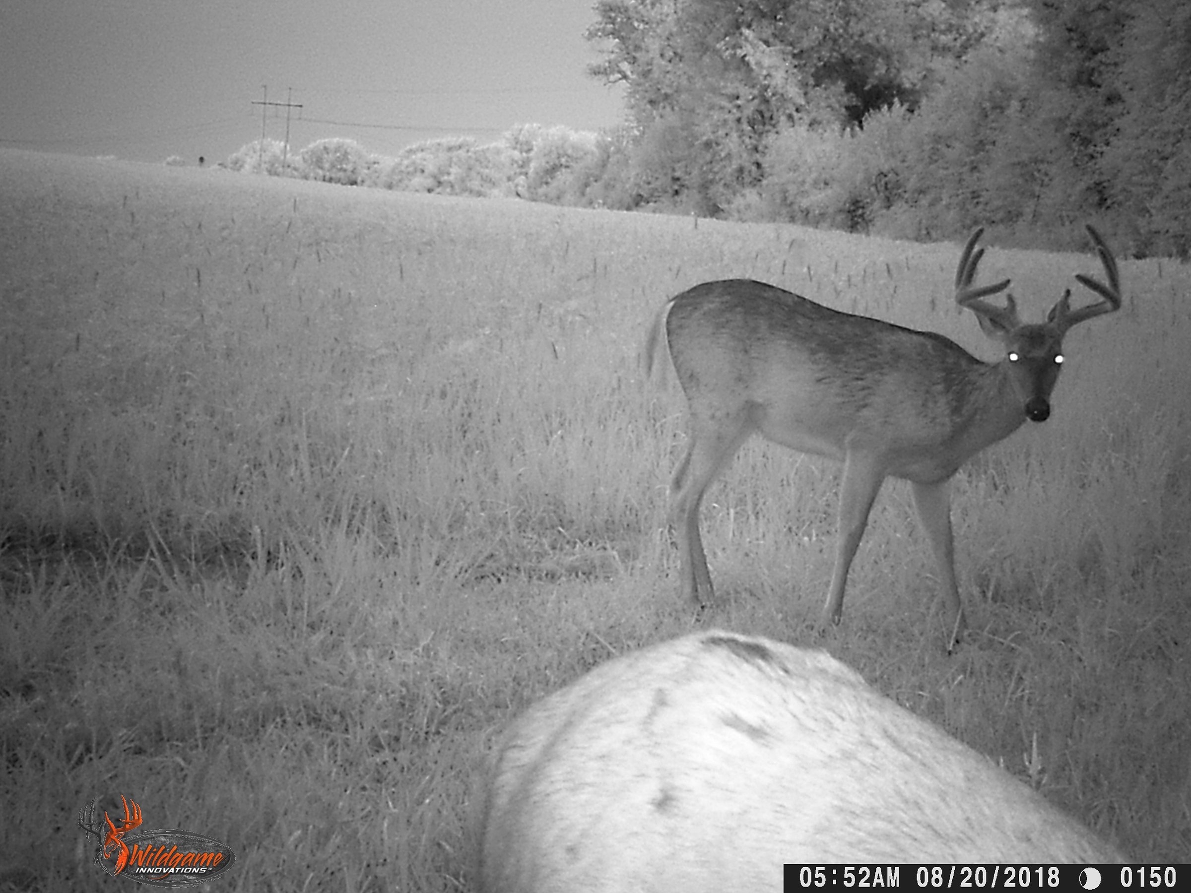 wildlife on Lake County, Indiana farmland - LAND AUCTION - 147+/- ACRES OFFERED IN 3 TRACTS IN LAKE COUNTY, INDIANA