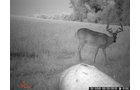 wildlife on Lake County, Indiana farmland - LAND AUCTION - 147+/- ACRES OFFERED IN 3 TRACTS IN LAKE COUNTY, INDIANA