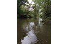 wildlife on Lake County, Indiana farmland - LAND AUCTION - 147+/- ACRES OFFERED IN 3 TRACTS IN LAKE COUNTY, INDIANA