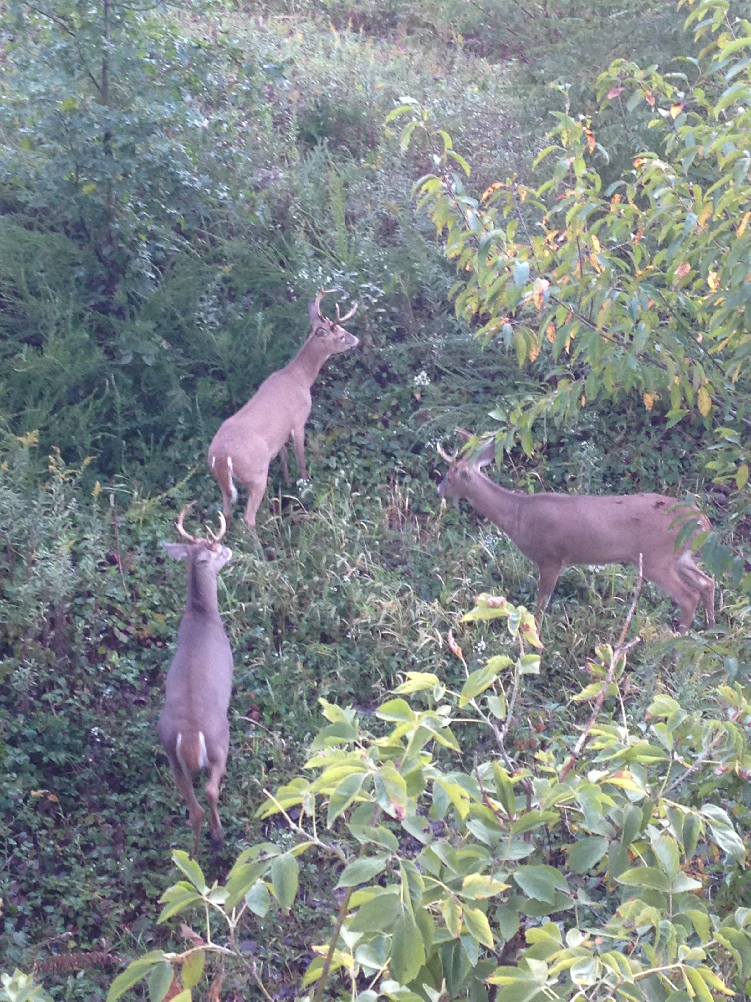 wildlife on Lake County, Indiana farmland - LAND AUCTION - 147+/- ACRES OFFERED IN 3 TRACTS IN LAKE COUNTY, INDIANA