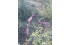 wildlife on Lake County, Indiana farmland - LAND AUCTION - 147+/- ACRES OFFERED IN 3 TRACTS IN LAKE COUNTY, INDIANA