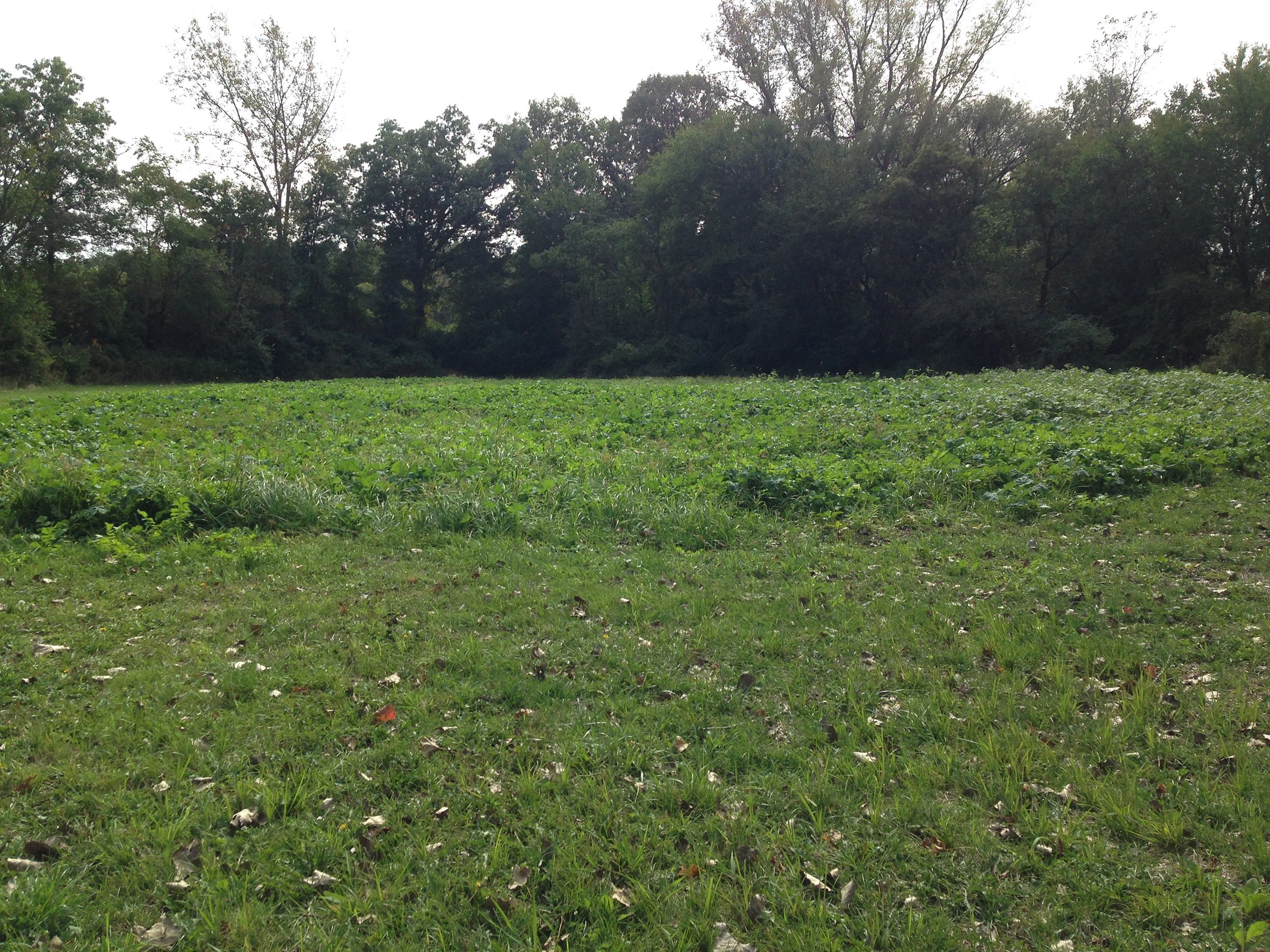 Food Plots - LAND AUCTION - 147+/- ACRES OFFERED IN 3 TRACTS IN LAKE COUNTY, INDIANA
