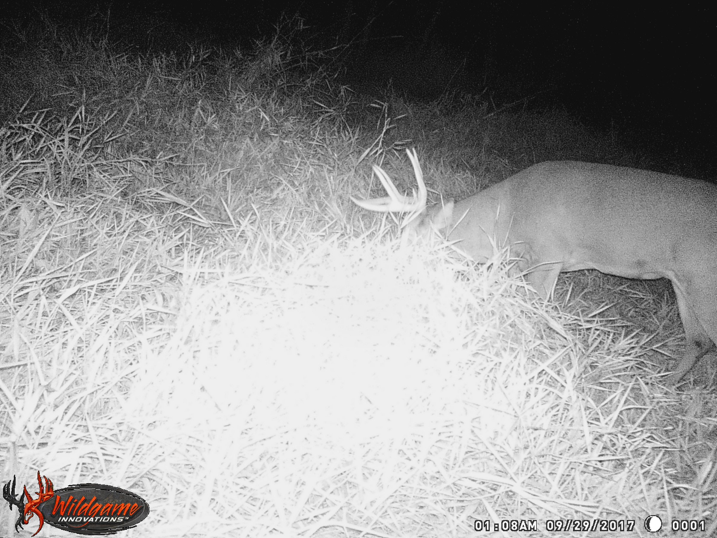 wildlife on Lake County, Indiana farmland - LAND AUCTION - 147+/- ACRES OFFERED IN 3 TRACTS IN LAKE COUNTY, INDIANA