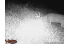wildlife on Lake County, Indiana farmland - LAND AUCTION - 147+/- ACRES OFFERED IN 3 TRACTS IN LAKE COUNTY, INDIANA