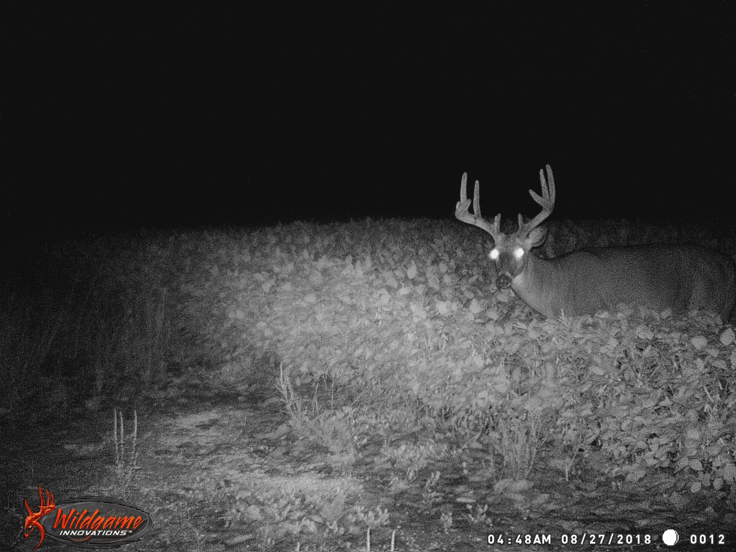 wildlife on Lake County, Indiana farmland - LAND AUCTION - 147+/- ACRES OFFERED IN 3 TRACTS IN LAKE COUNTY, INDIANA