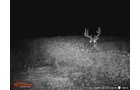 wildlife on Lake County, Indiana farmland - LAND AUCTION - 147+/- ACRES OFFERED IN 3 TRACTS IN LAKE COUNTY, INDIANA