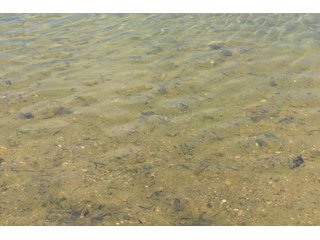 Pond on a lot in Elkhart County, Indiana - ABSOLUTE 43 RIVER & LAKE LOTS AUCTION - 66+/- ACRES ON 43 LOTS IN ELKHART COUNTY, INDIANA