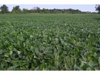 Dekalb County, Indiana Farmland - FARM AUCTION - 4 BEDROOM HOME, BUILDINGS, 70+/- ACRES OFFERED IN 5 TRACTS IN DEKALB COUNTY, INDIANA
