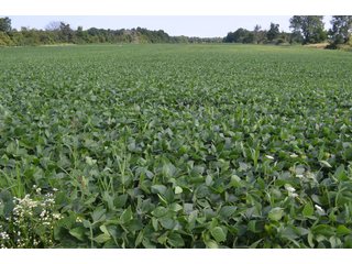 Dekalb County, Indiana Farmland - FARM AUCTION - 4 BEDROOM HOME, BUILDINGS, 70+/- ACRES OFFERED IN 5 TRACTS IN DEKALB COUNTY, INDIANA