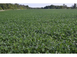 Dekalb County, Indiana Farmland - FARM AUCTION - 4 BEDROOM HOME, BUILDINGS, 70+/- ACRES OFFERED IN 5 TRACTS IN DEKALB COUNTY, INDIANA