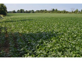 Dekalb County, Indiana Farmland - FARM AUCTION - 4 BEDROOM HOME, BUILDINGS, 70+/- ACRES OFFERED IN 5 TRACTS IN DEKALB COUNTY, INDIANA