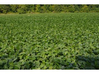 Dekalb County, Indiana Farmland - FARM AUCTION - 4 BEDROOM HOME, BUILDINGS, 70+/- ACRES OFFERED IN 5 TRACTS IN DEKALB COUNTY, INDIANA