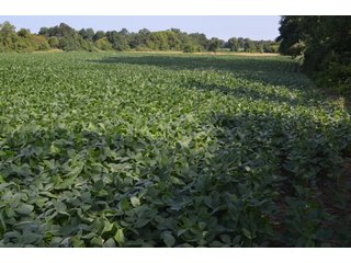 Dekalb County, Indiana Farmland - FARM AUCTION - 4 BEDROOM HOME, BUILDINGS, 70+/- ACRES OFFERED IN 5 TRACTS IN DEKALB COUNTY, INDIANA
