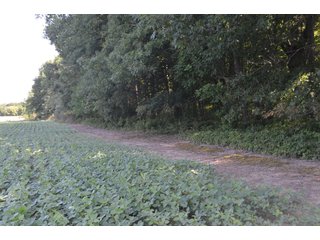 Dekalb County, Indiana Farmland - FARM AUCTION - 4 BEDROOM HOME, BUILDINGS, 70+/- ACRES OFFERED IN 5 TRACTS IN DEKALB COUNTY, INDIANA