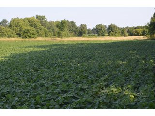 Dekalb County, Indiana Farmland - FARM AUCTION - 4 BEDROOM HOME, BUILDINGS, 70+/- ACRES OFFERED IN 5 TRACTS IN DEKALB COUNTY, INDIANA