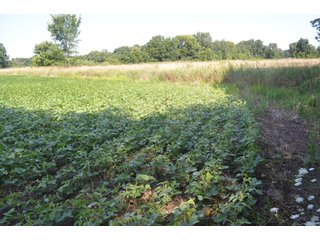 Dekalb County, Indiana Farmland - FARM AUCTION - 4 BEDROOM HOME, BUILDINGS, 70+/- ACRES OFFERED IN 5 TRACTS IN DEKALB COUNTY, INDIANA