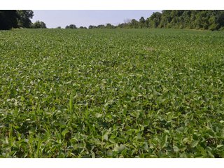 Dekalb County, Indiana Farmland - FARM AUCTION - 4 BEDROOM HOME, BUILDINGS, 70+/- ACRES OFFERED IN 5 TRACTS IN DEKALB COUNTY, INDIANA