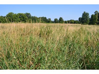Dekalb County, Indiana Farmland - FARM AUCTION - 4 BEDROOM HOME, BUILDINGS, 70+/- ACRES OFFERED IN 5 TRACTS IN DEKALB COUNTY, INDIANA