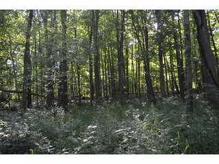 Dekalb County, Indiana Farmland - FARM AUCTION - 4 BEDROOM HOME, BUILDINGS, 70+/- ACRES OFFERED IN 5 TRACTS IN DEKALB COUNTY, INDIANA