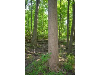 Dekalb County, Indiana Farmland - FARM AUCTION - 4 BEDROOM HOME, BUILDINGS, 70+/- ACRES OFFERED IN 5 TRACTS IN DEKALB COUNTY, INDIANA