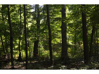 Dekalb County, Indiana Farmland - FARM AUCTION - 4 BEDROOM HOME, BUILDINGS, 70+/- ACRES OFFERED IN 5 TRACTS IN DEKALB COUNTY, INDIANA